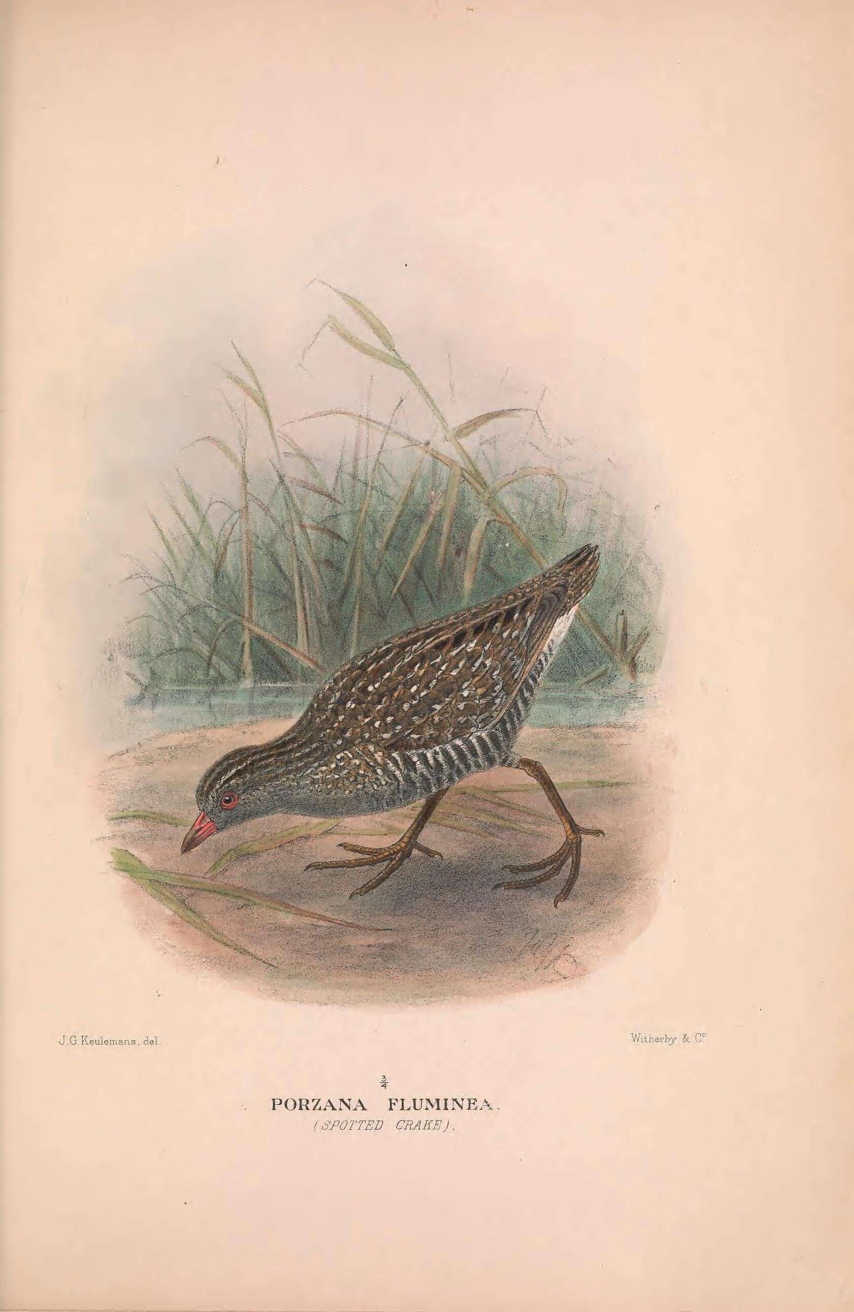 Image of Australian Crake