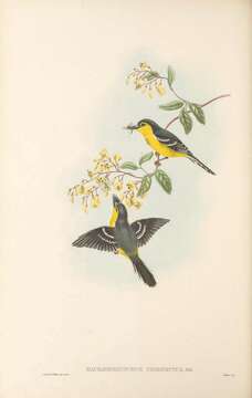 Image de Machaerirhynchus Gould 1851