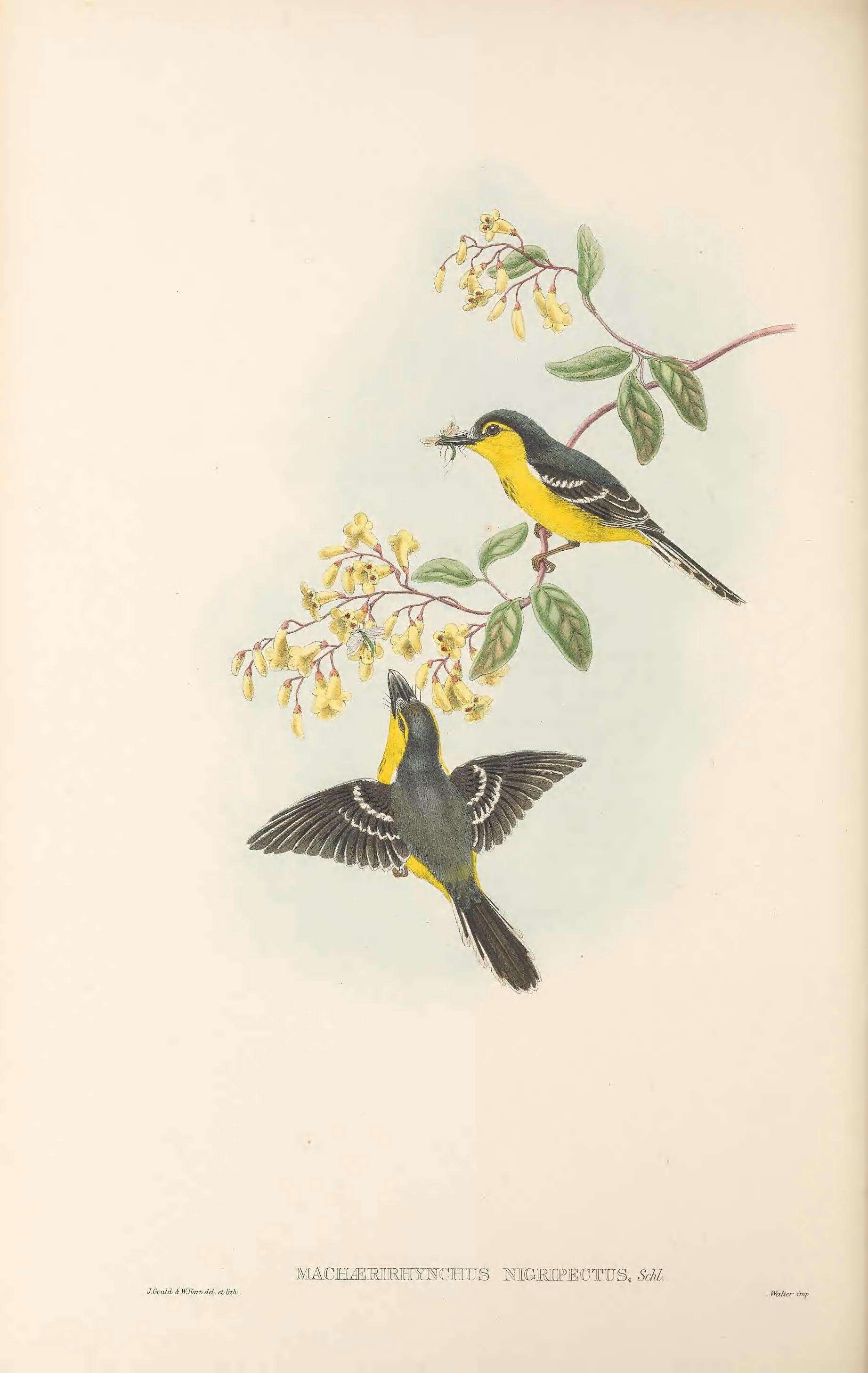 Image of Machaerirhynchus Gould 1851