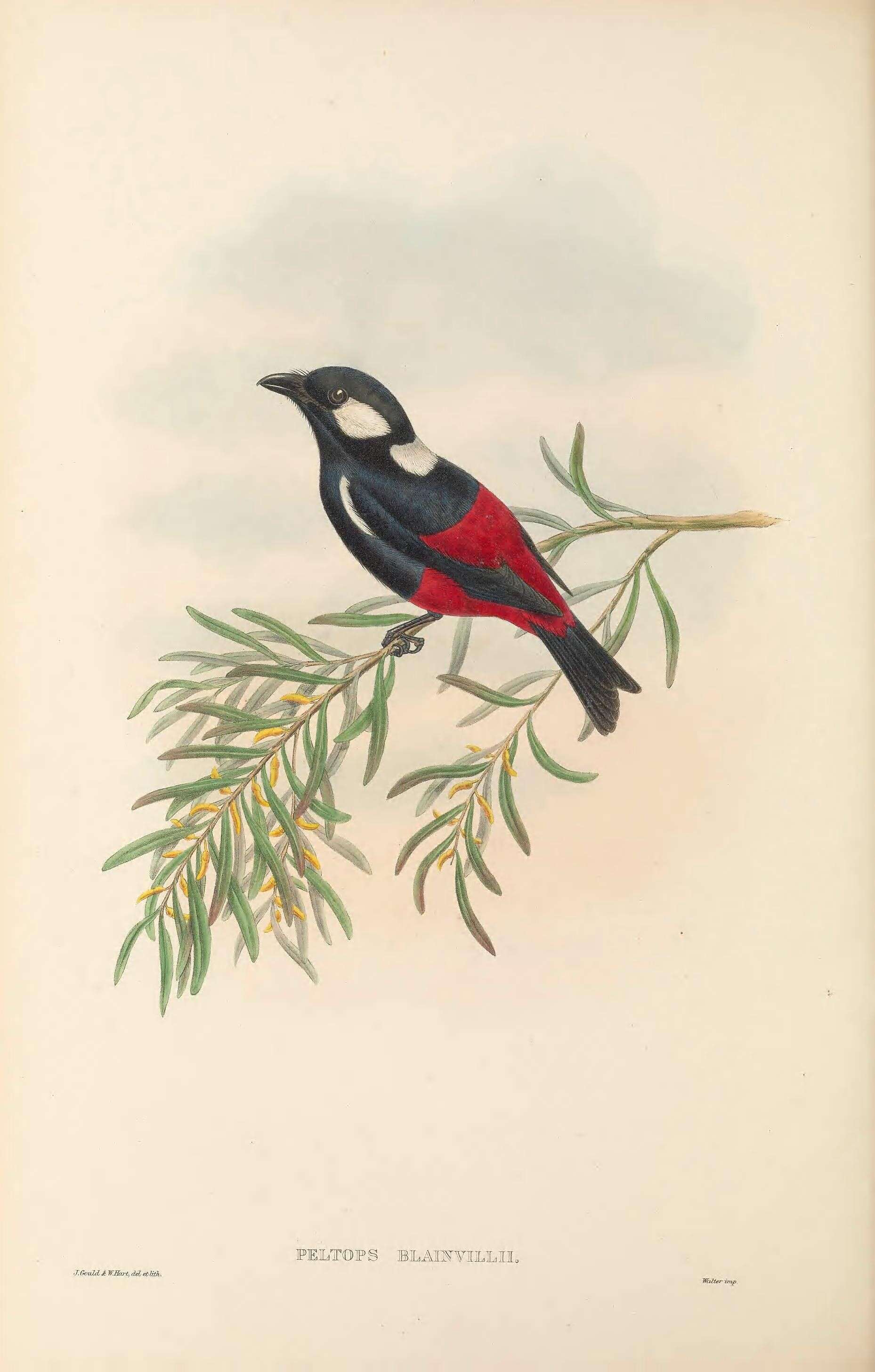 Image of Peltops Wagler 1829