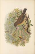 Image of Vogelkop Bowerbird