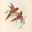 Image of Fairy Lorikeet