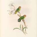 <i>Nasiterna pusio</i> P. L. Sclater 1865的圖片