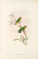 Image de <i>Nasiterna pusio</i> P. L. Sclater 1865