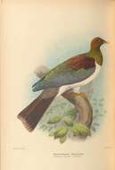 Image of New Zealand Pigeon