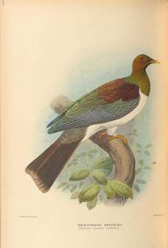 Image of New Zealand Pigeon