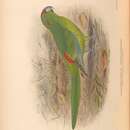 Image of Lord Howe Parakeet