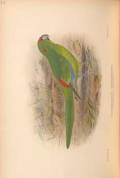 Image of Lord Howe Parakeet