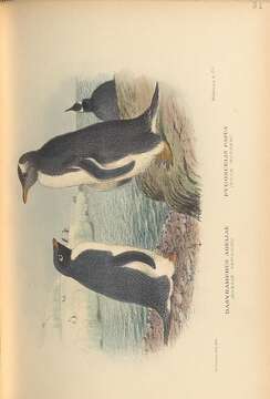 Image of Gentoo Penguin