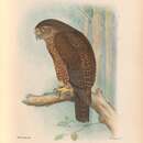 Imagem de Ninox novaeseelandiae undulata (Latham 1801)