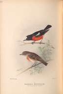 Image of Norfolk Robin