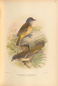 Image of Norfolk Golden Whistler