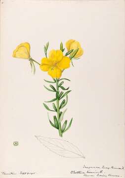 Imagem de Oenothera biennis L.