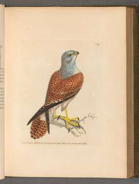 Image of kestrel, common kestrel