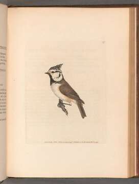 Image of Lophophanes Kaup 1829