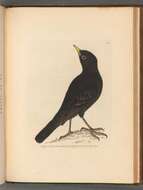 Image of Blackbird
