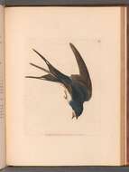 Image of Hirundo Linnaeus 1758