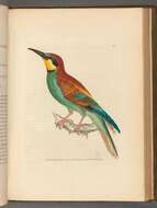 Image of bee-eater, european bee-eater