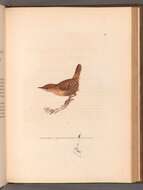 Image of Eurasian Wren