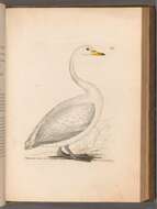 Image of Whooper Swan