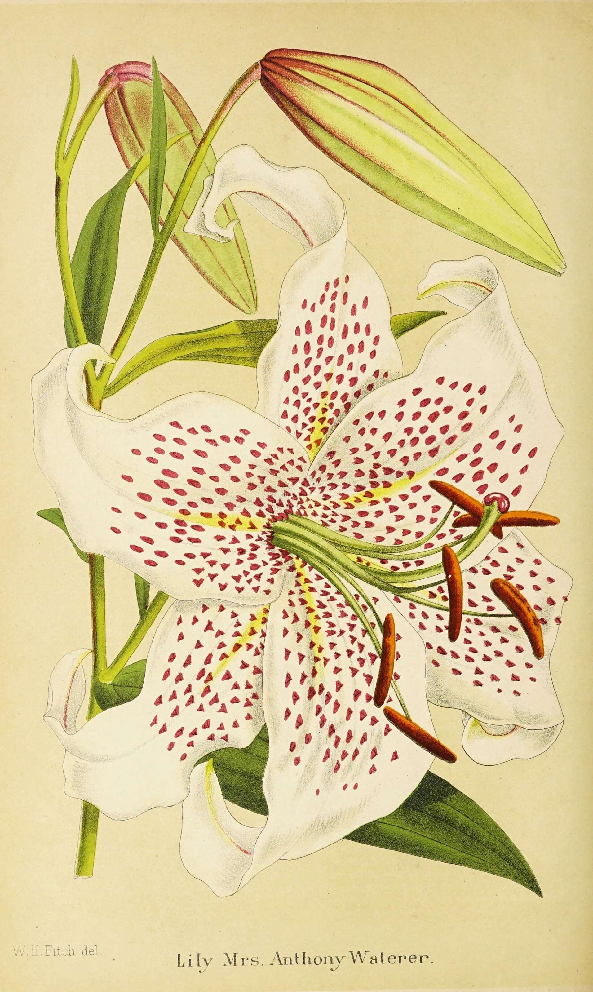 Image of Lilium speciosum Thunb.
