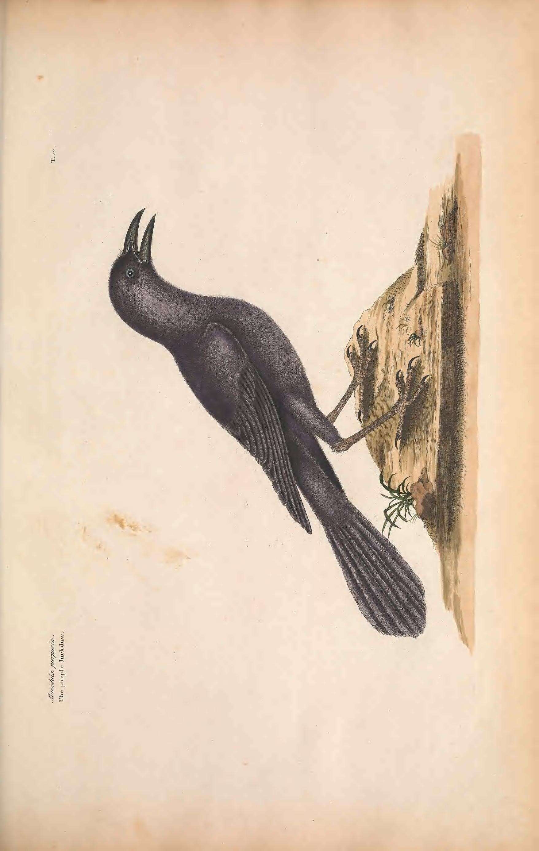 Image of Common Grackle