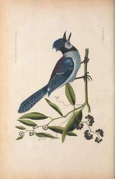 Image of Blue Jay