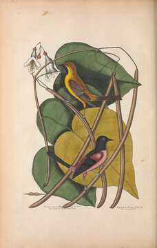 Image of Orchard Oriole