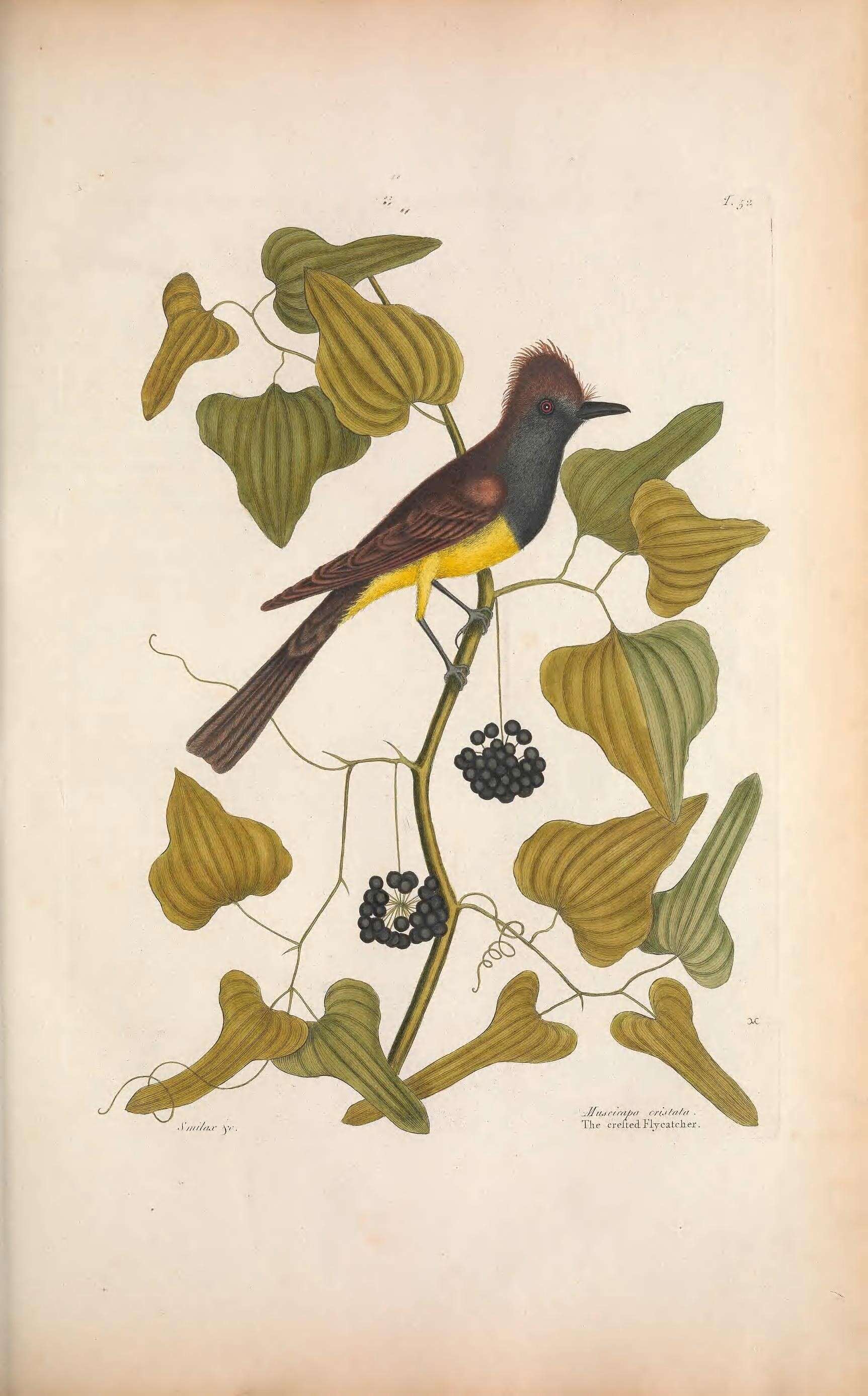 Imagem de Myiarchus crinitus (Linnaeus 1758)