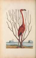 Imagem de Phoenicopterus ruber Linnaeus 1758