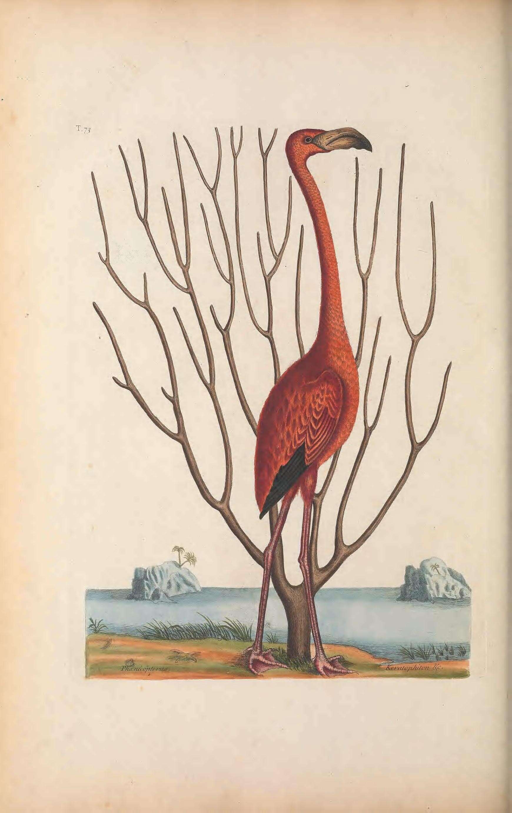 Image of American Flamingo