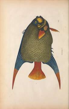 Image of Angelfish