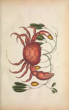 Imagem de Gecarcinus ruricola (Linnaeus 1758)