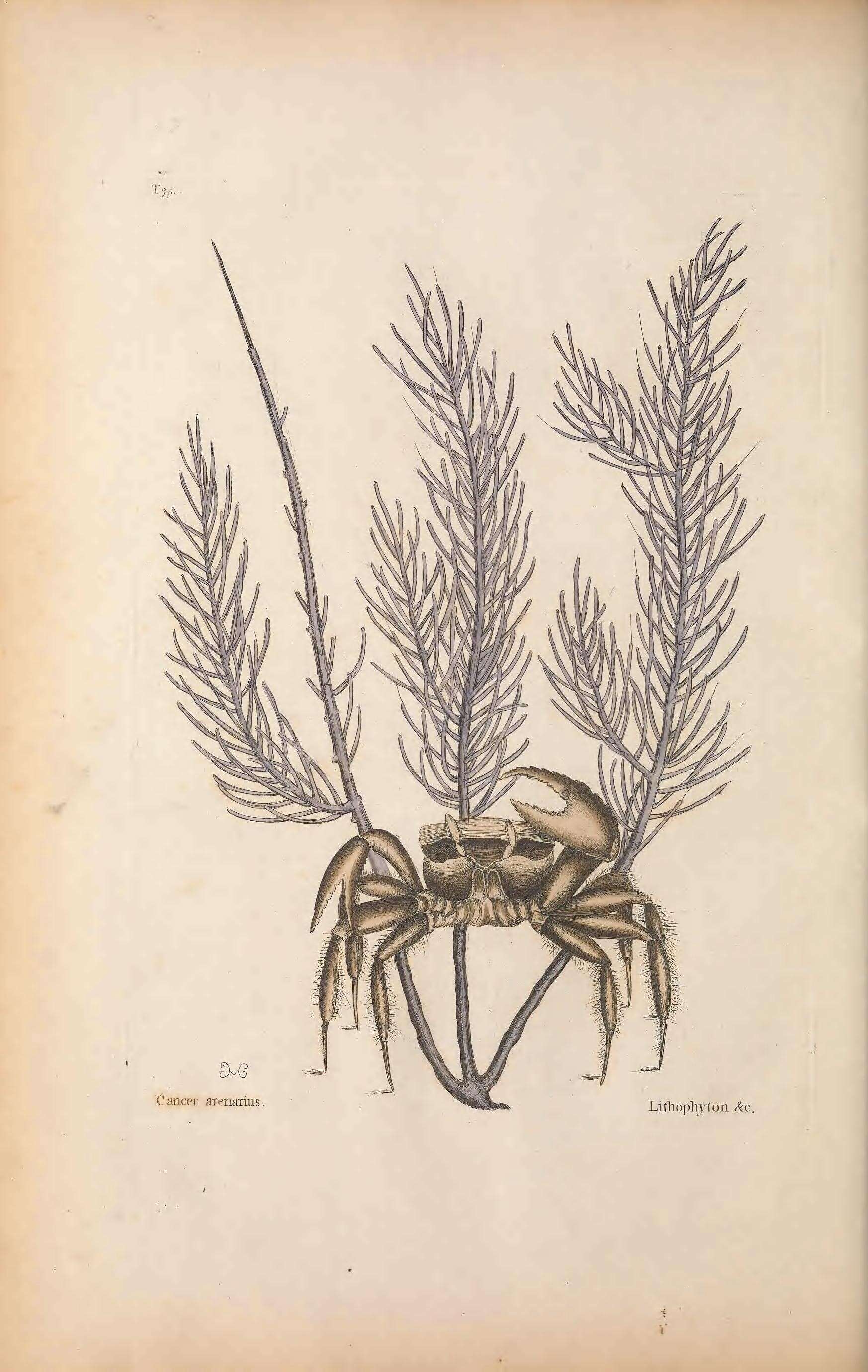 Image de Antillogorgia acerosa (Pallas 1766)