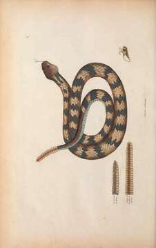 Imagem de Crotalus horridus Linnaeus 1758