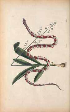 Image of Greater yellowspike orchid