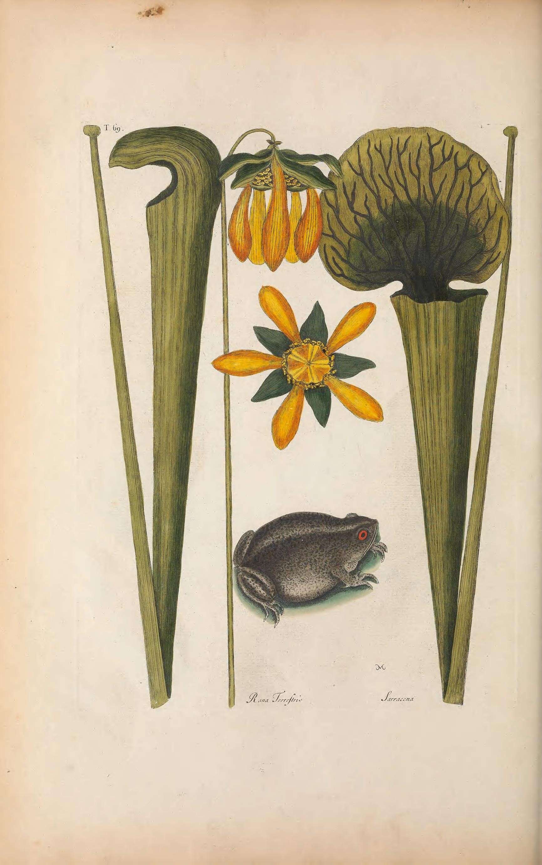 Image de Anaxyrus terrestris (Bonnaterre 1789)