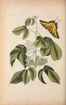 Image of common hoptree