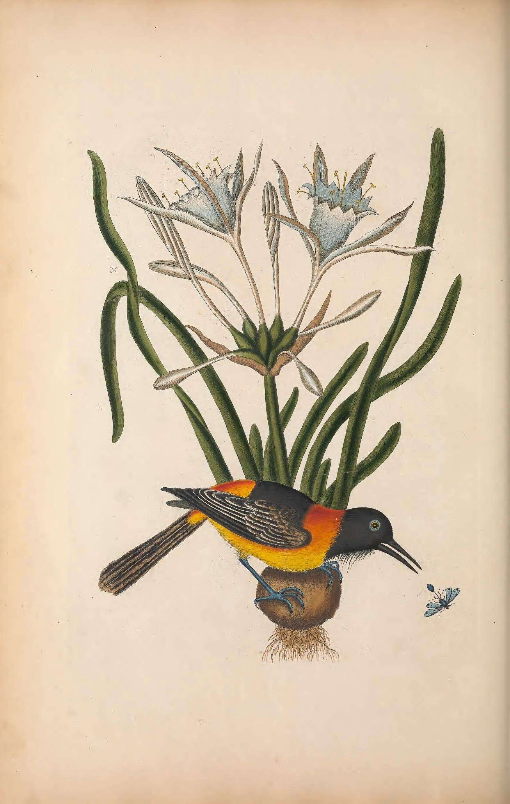 Image de Chalybion californicum (de Saussure 1867)