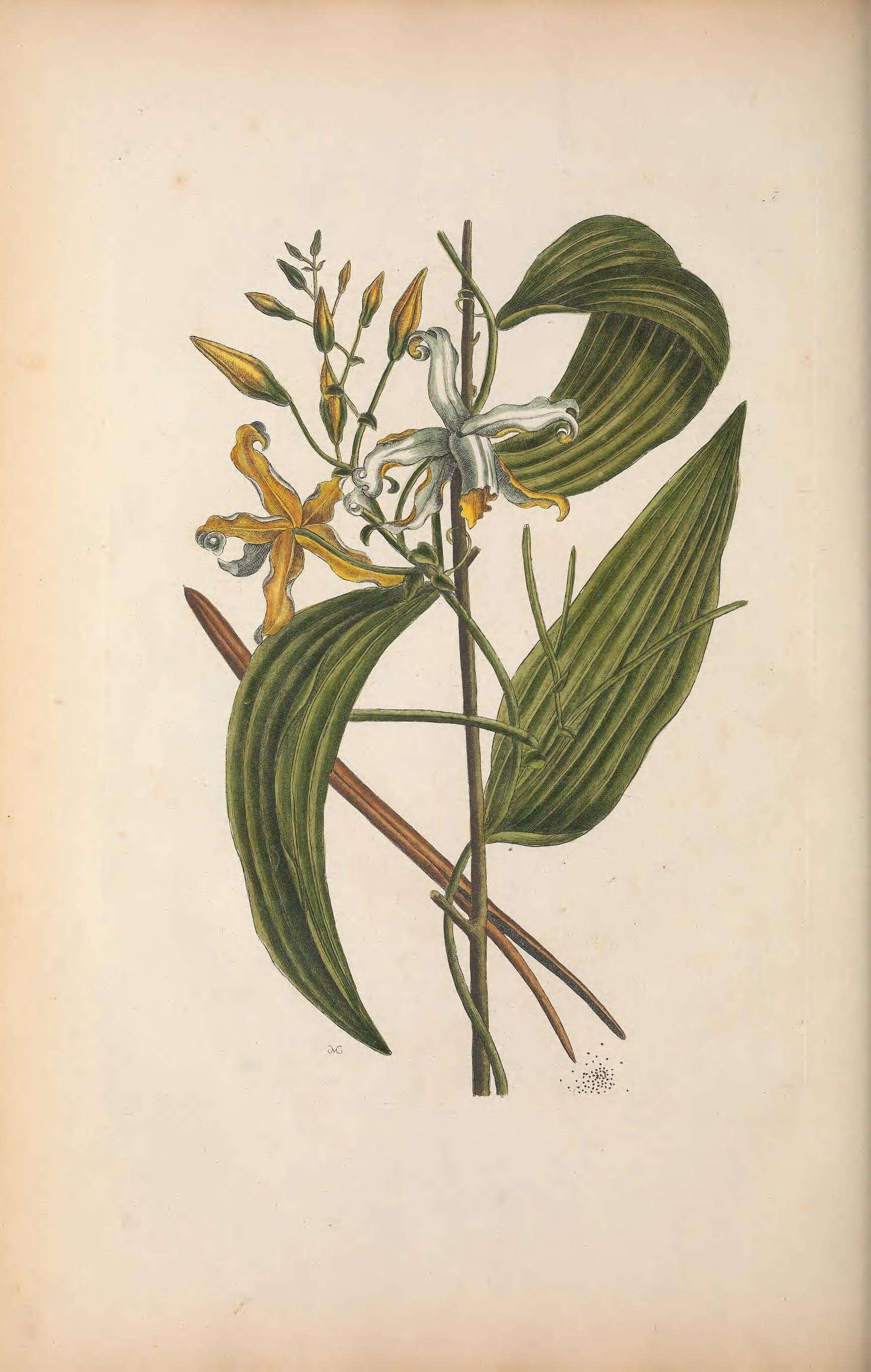 Image of Mexican vanilla