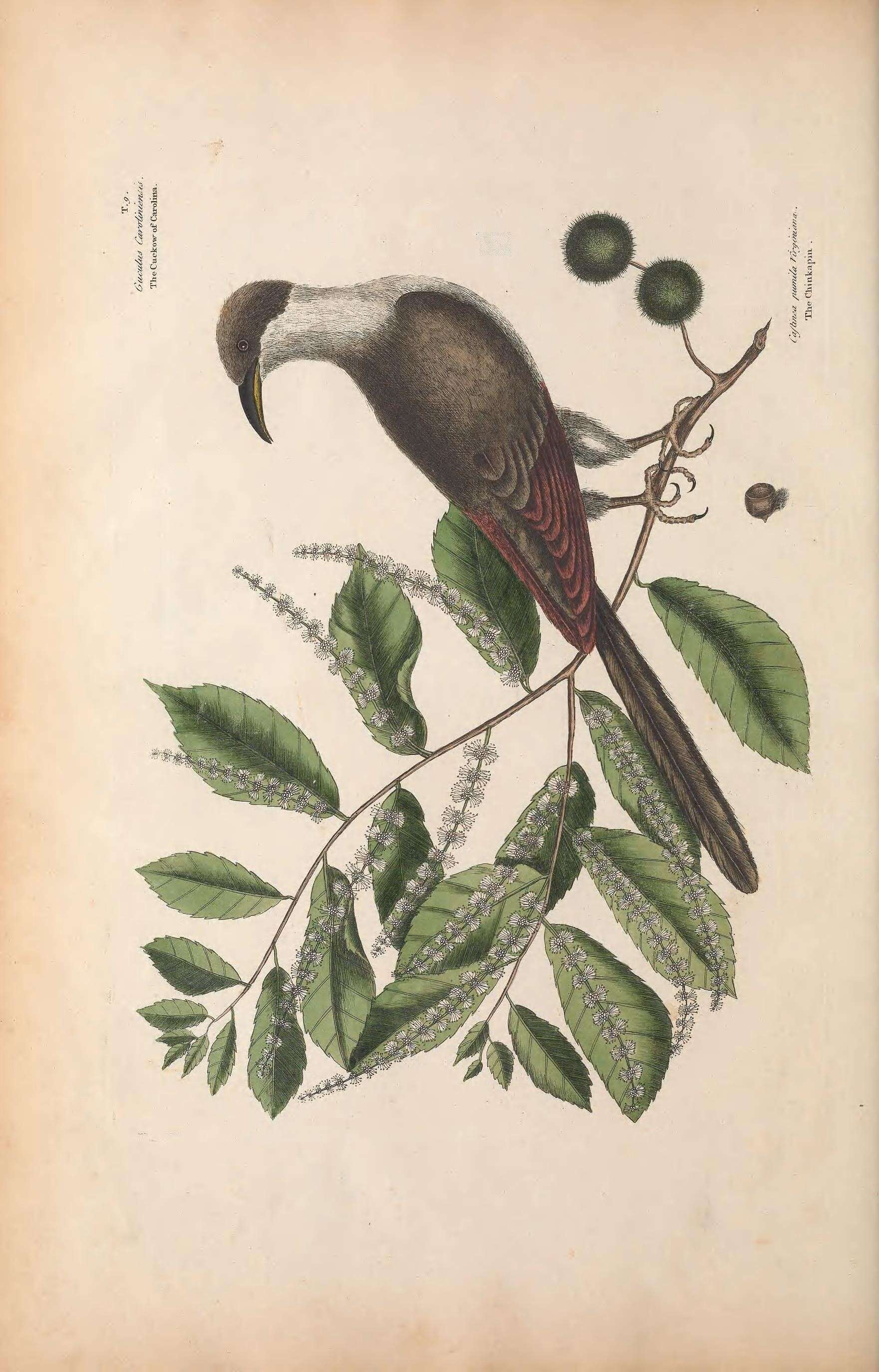 Image of Yellow-billed Cuckoo