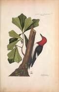 Image of Red-headed Woodpecker