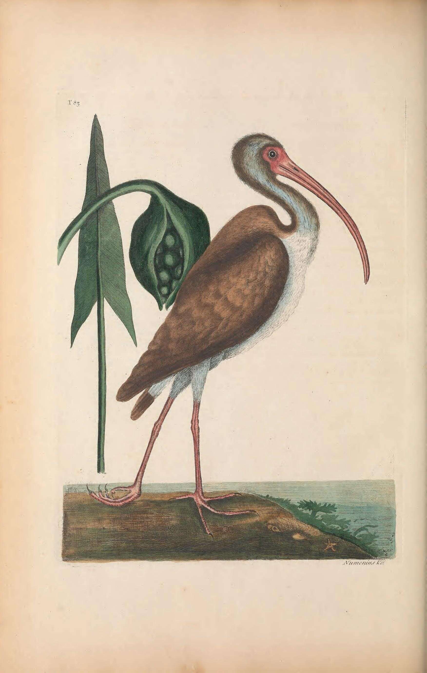 Imagem de Eudocimus Wagler 1832