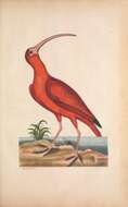 Image of Scarlet Ibis