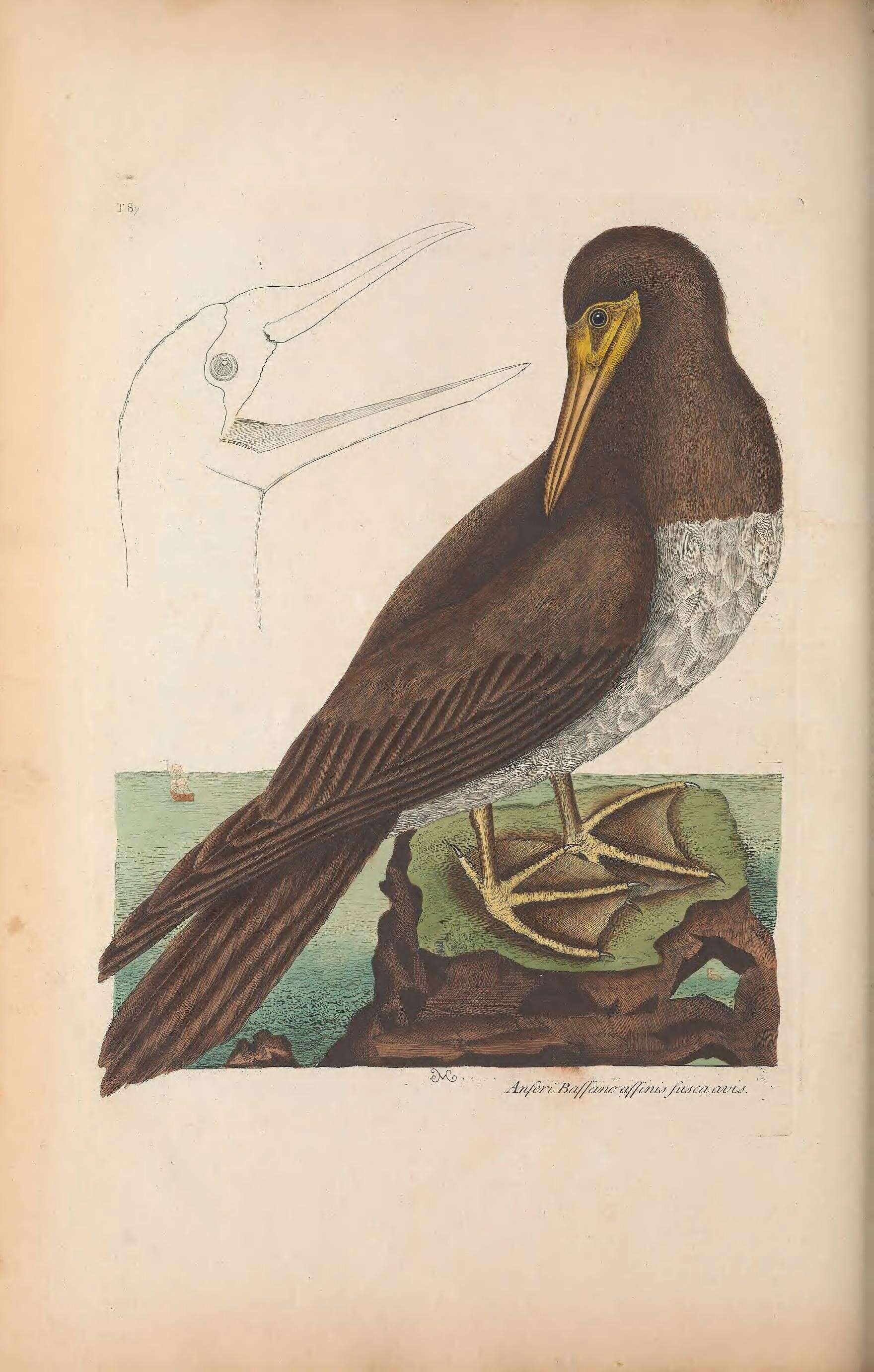 Image of Brown Booby