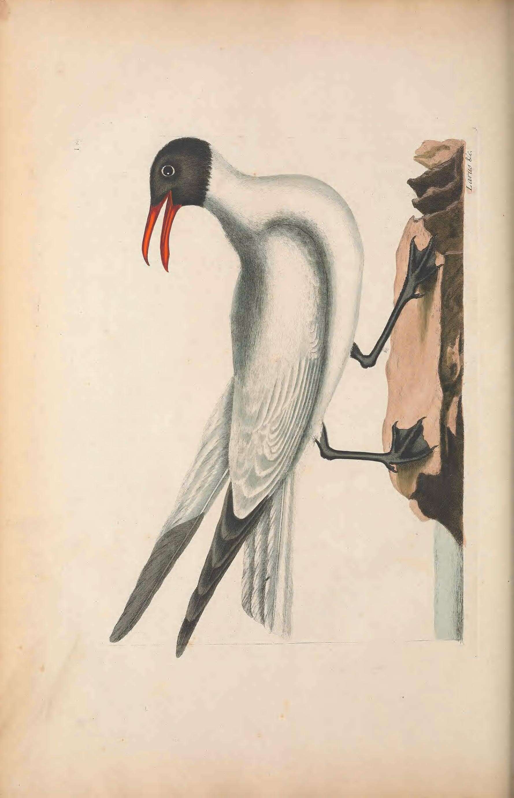Image of Leucophaeus Bruch 1855