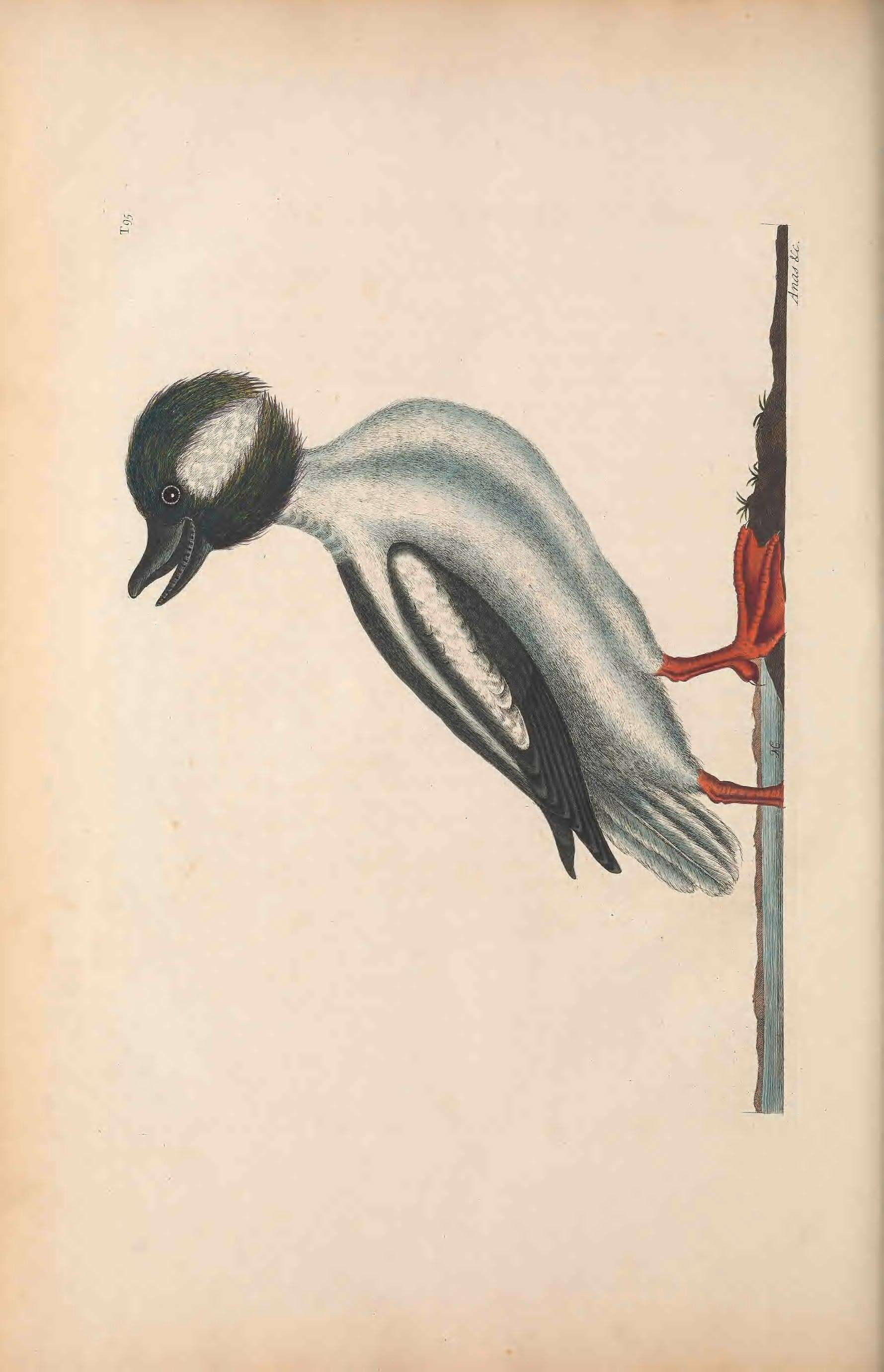 Image of Bucephala Baird & SF 1858