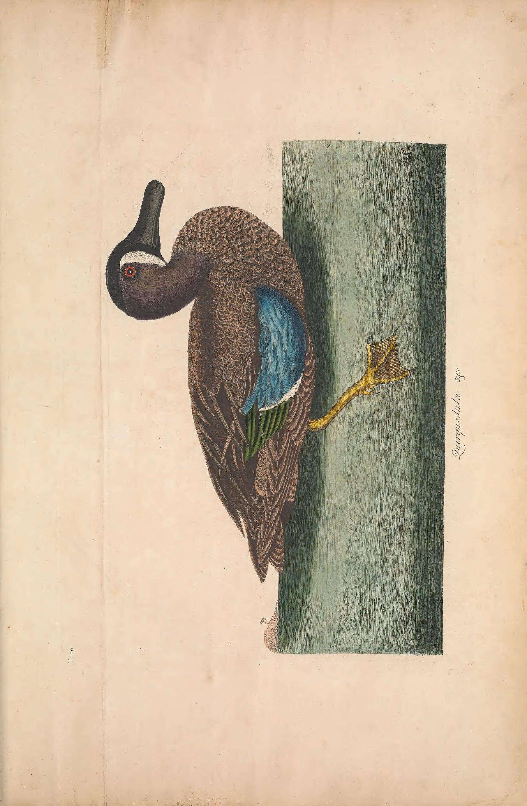 Image of Blue-winged teal