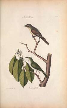 Image of Eastern Wood Pewee