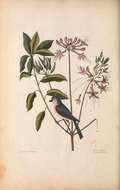 صورة Baeolophus Cabanis 1851